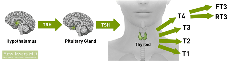 Wp Thyroid Conversion Chart