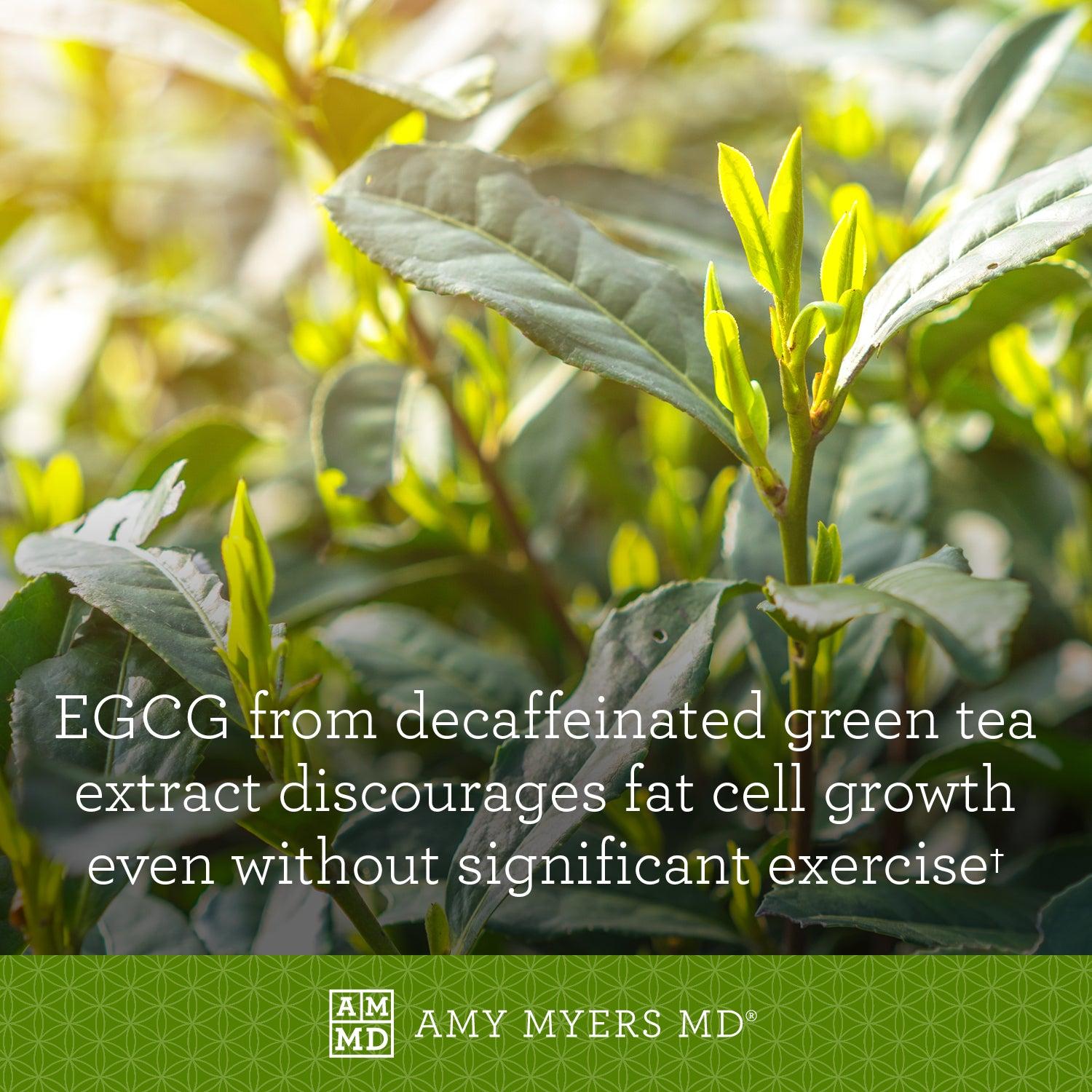 Green Tea Plants - EGCG from decaffeinated Green Tea discourages fat cell growth even without significant exercise - Amy Myers MD®