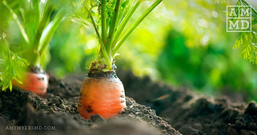 Why Soil-Based Probiotics Are Best for SIBO