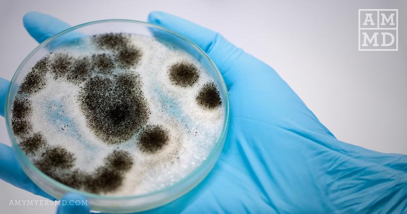 Mycotoxin Poisoning & Toxic Mold: Symptoms & Solutions