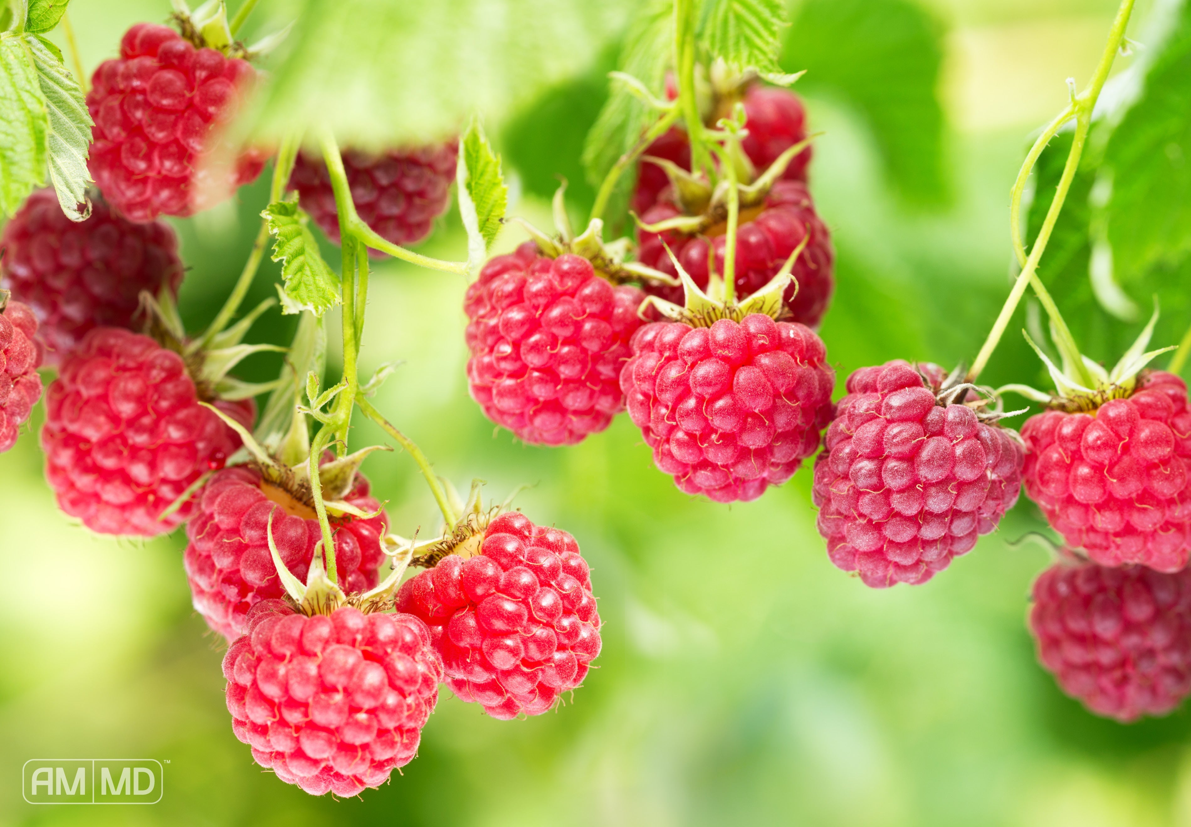 8 Foods To Restore Gut Health