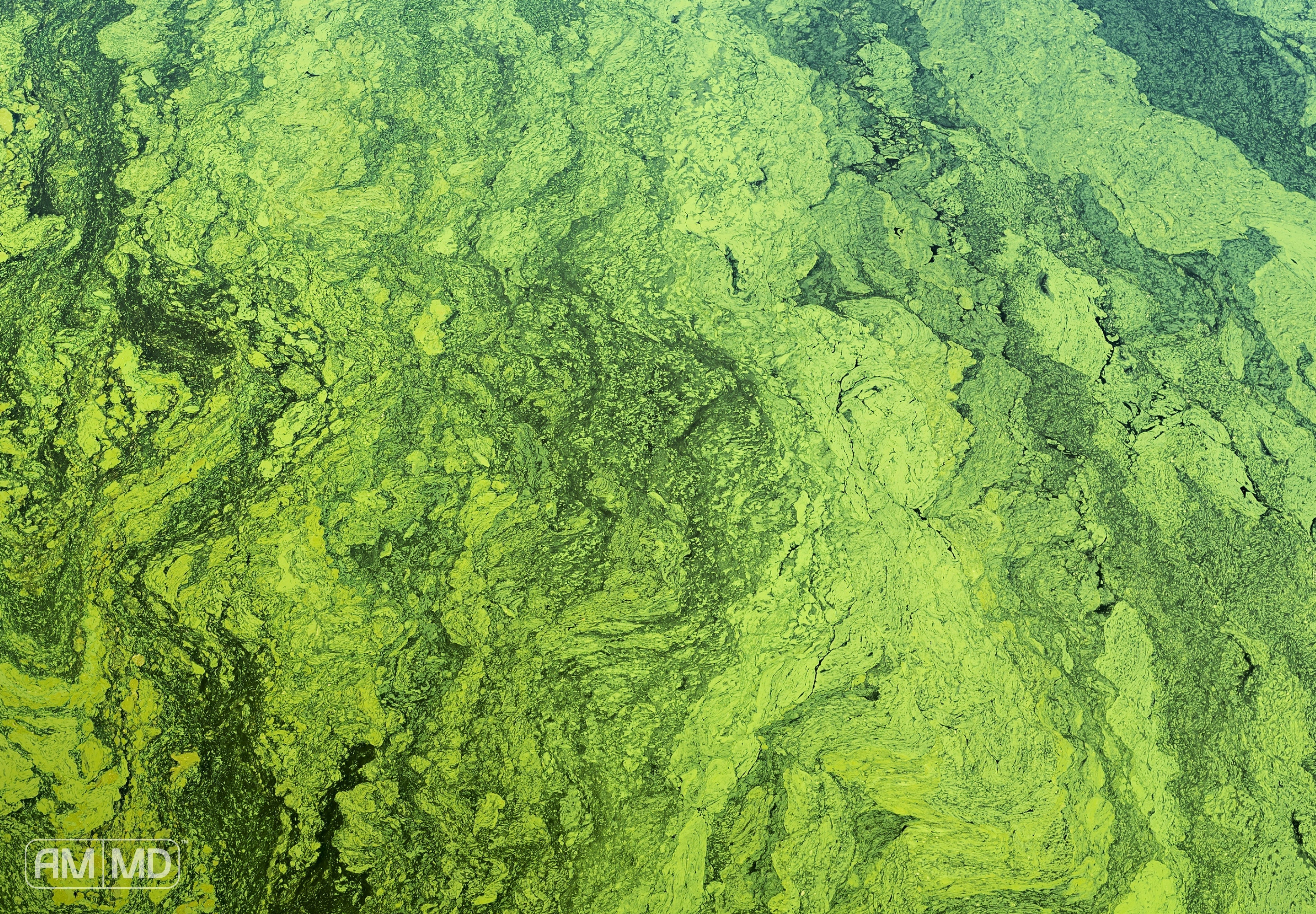 Biofilms - How To Get Rid of Biofilm in Your Gut - AMMD™