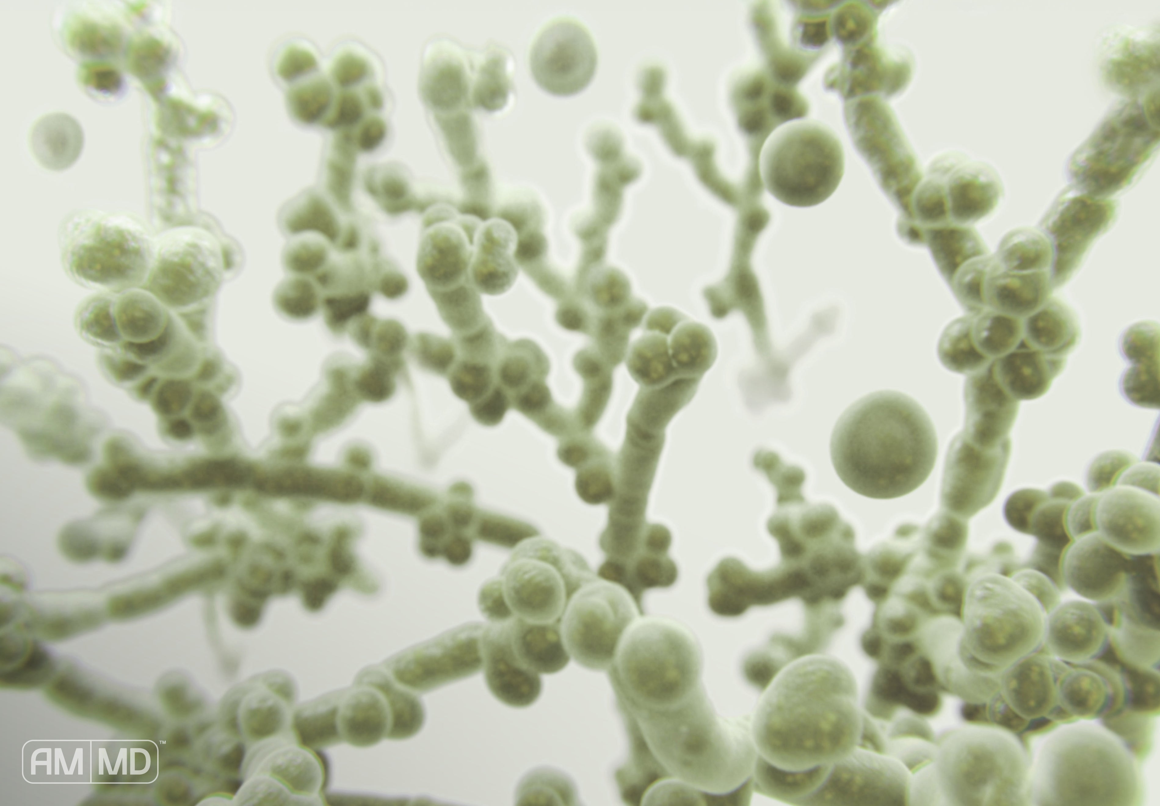 Microscopic candida cells - Is Candida a Sexually Transmitted Disease? The Truth About Transmission - AMMD™