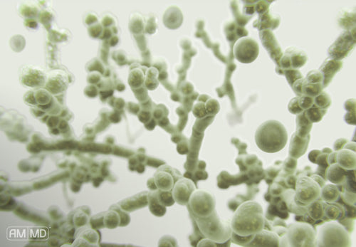 Is Candida a Sexually Transmitted Disease? – Amy Myers MD