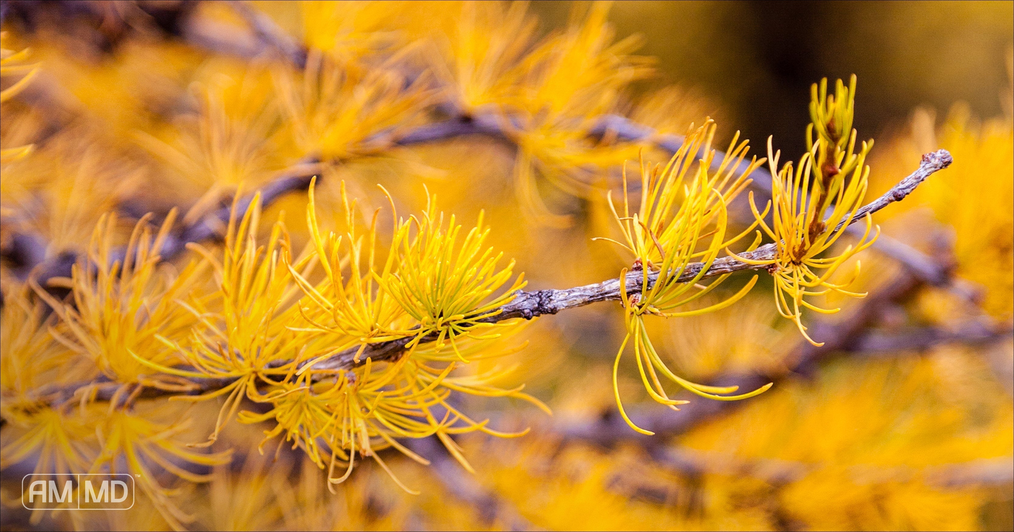 Herbs - Restore Gut Health with 6 Herbs and Nutrients - Amy Myers MD®