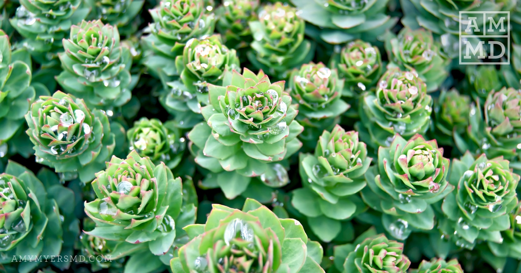 Rhodiola Plant - The 5 Best Adaptogens to Fight Stress - Amy Myers, MD®