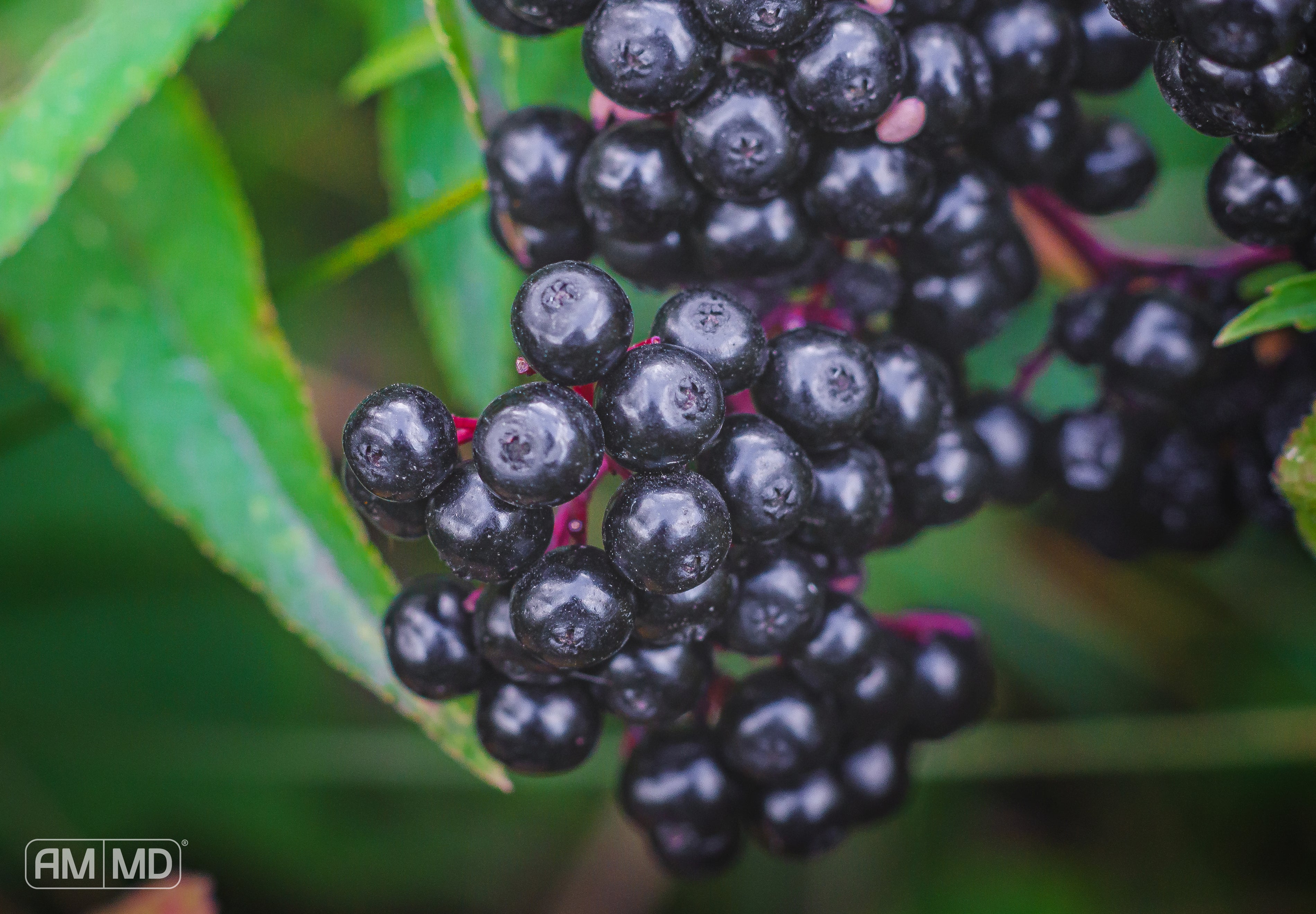 Elderberry plant - Vitamins for Immune System: The Synergy of Elderberry, Zinc, and Camu Camu - AMMD™