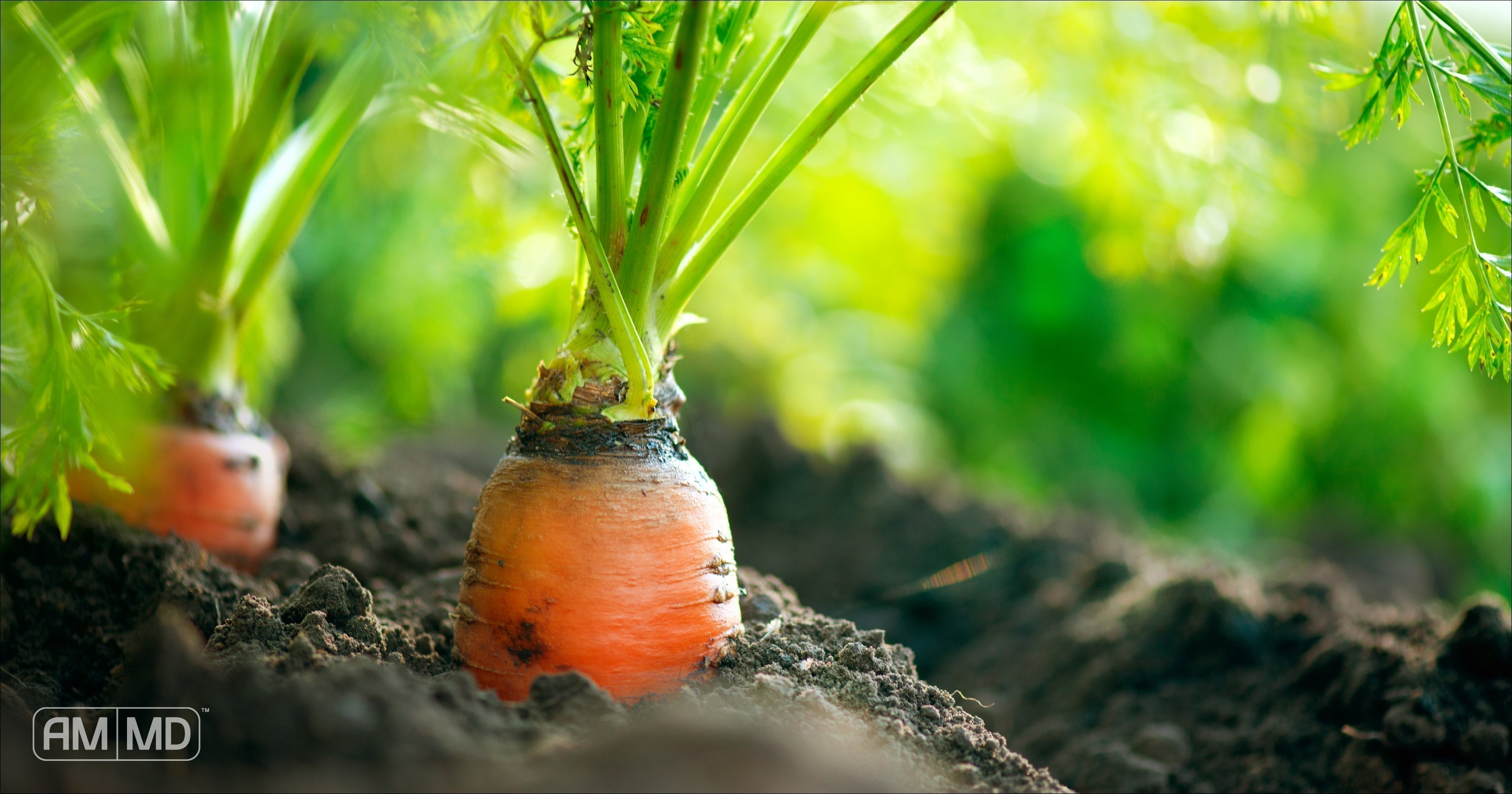 Carrots growing in the soil - Why Soil-Based Probiotics Are Best for SIBO - AMMD™